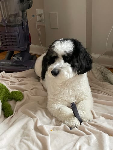 Customer's fluffy black and white dog lying on a blanket holding a dark Blueberry Yak Chew.