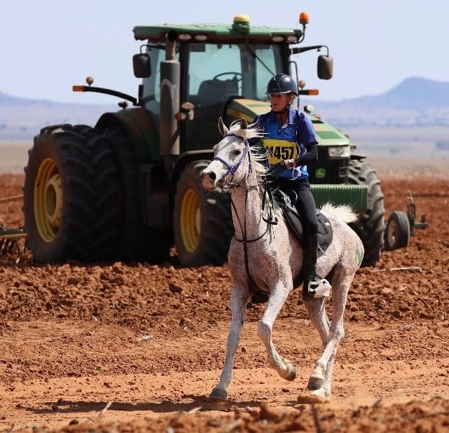 Customer photo review of Equimin Trophy (Supplement For Horses & Game)