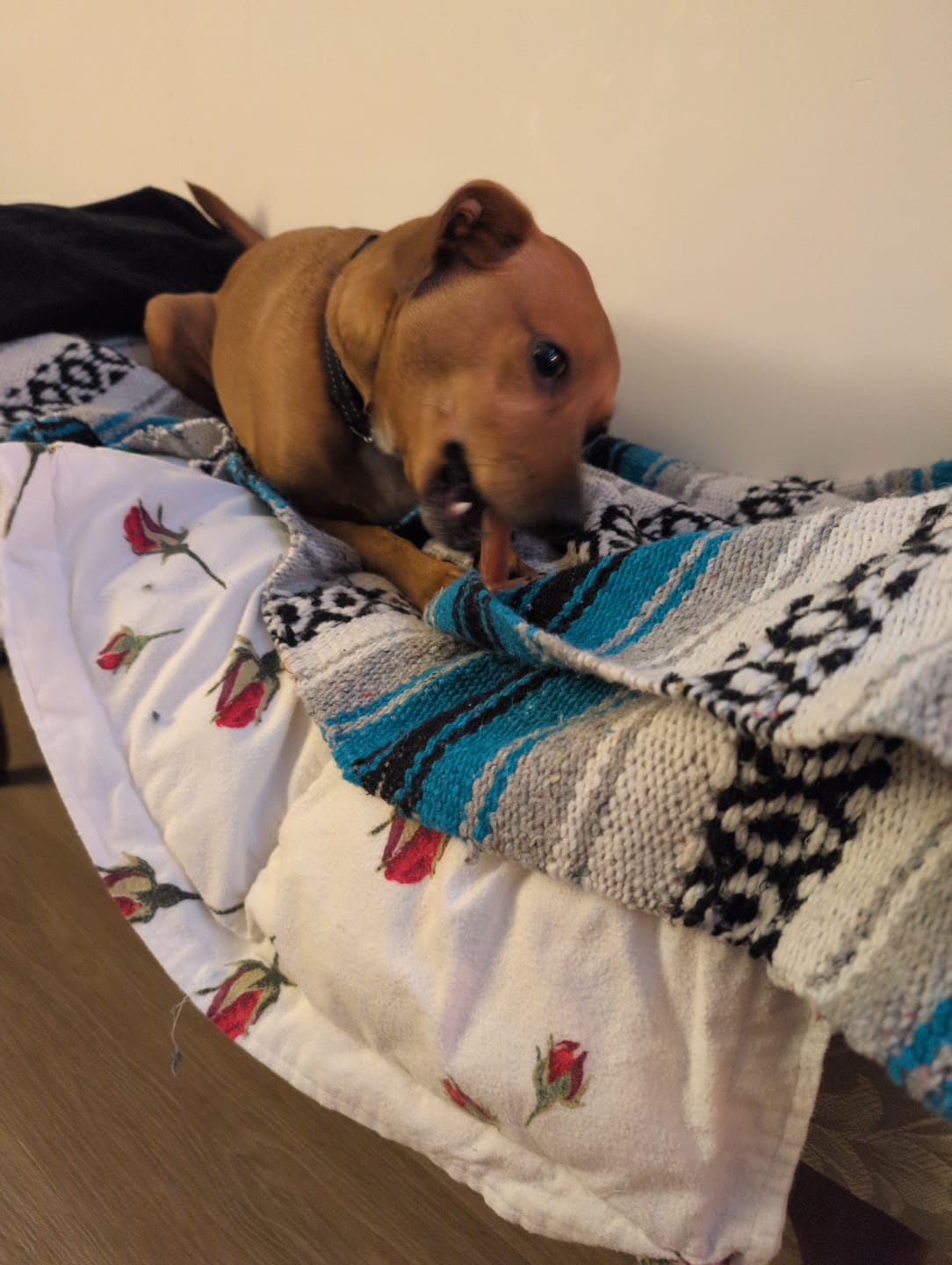 Customer photo review of 6 Inch Monster Braided Bully Stick