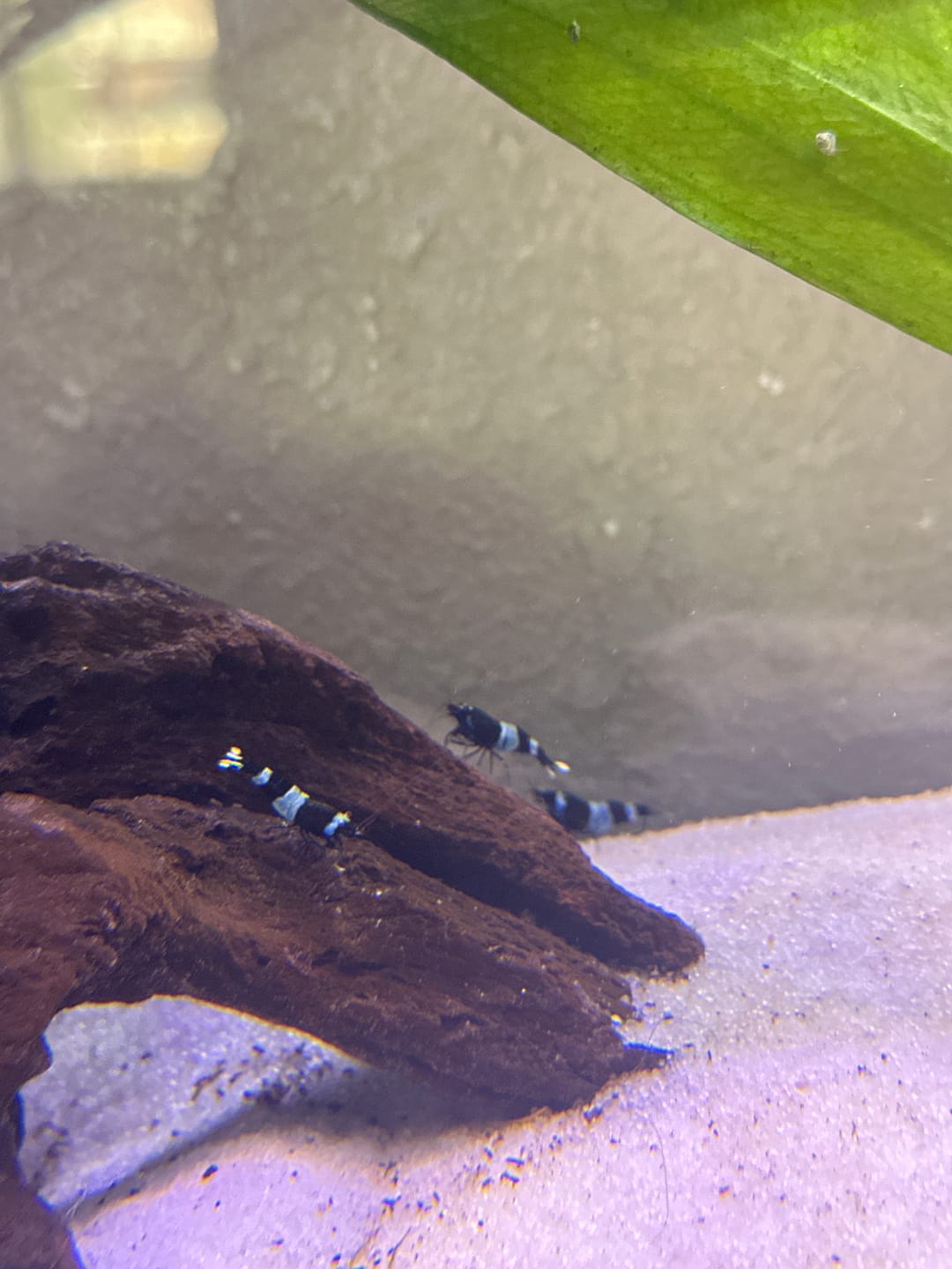 Customer photo review of Shadow Panda Shrimp