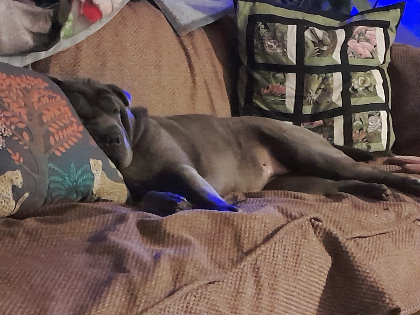Customer photo review of Total Calm Powder For Dogs
