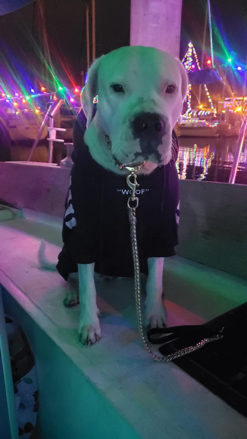 Customer photo review of Cuban Link Chain Dog Collar - Gold