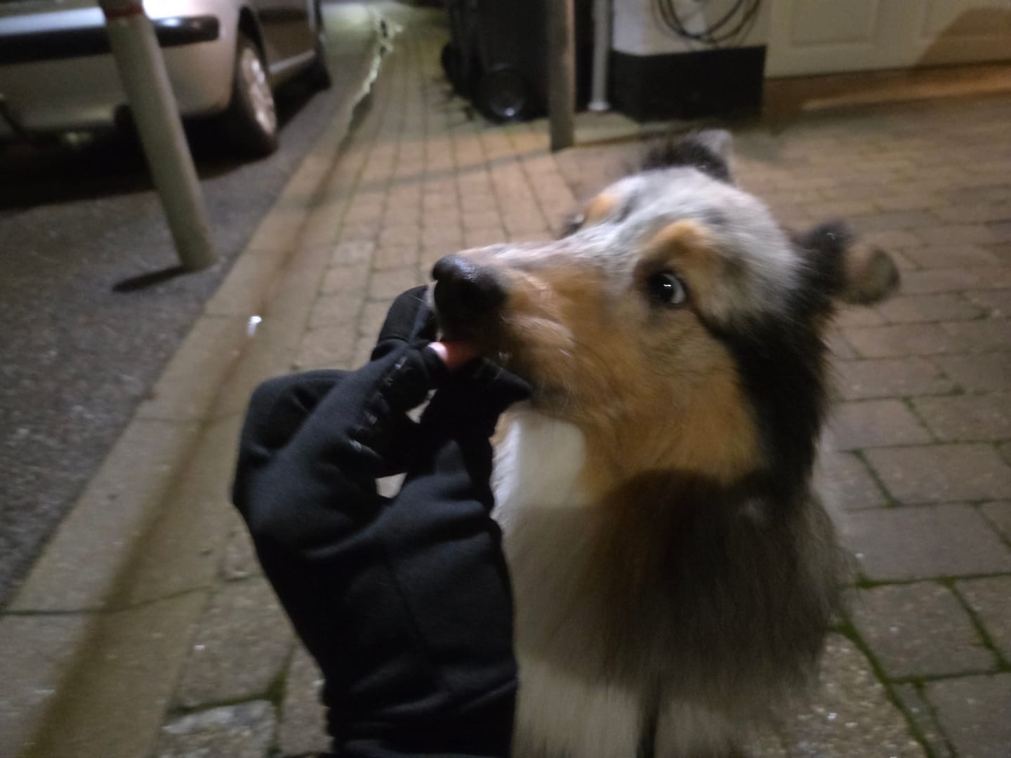 Customer photo review of DogCoach Allround Godbidshandsker | Unisex | Sort | Miley