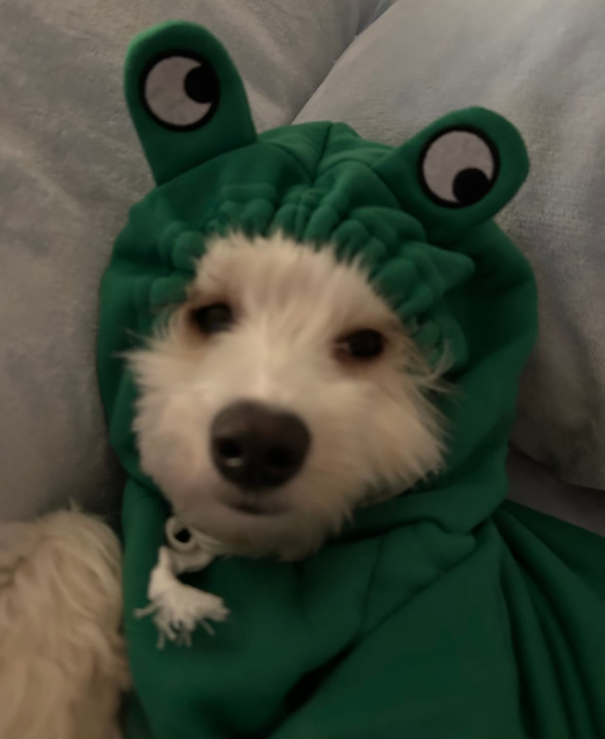 Customer photo review of Frog Hoodie Fleece Sweater