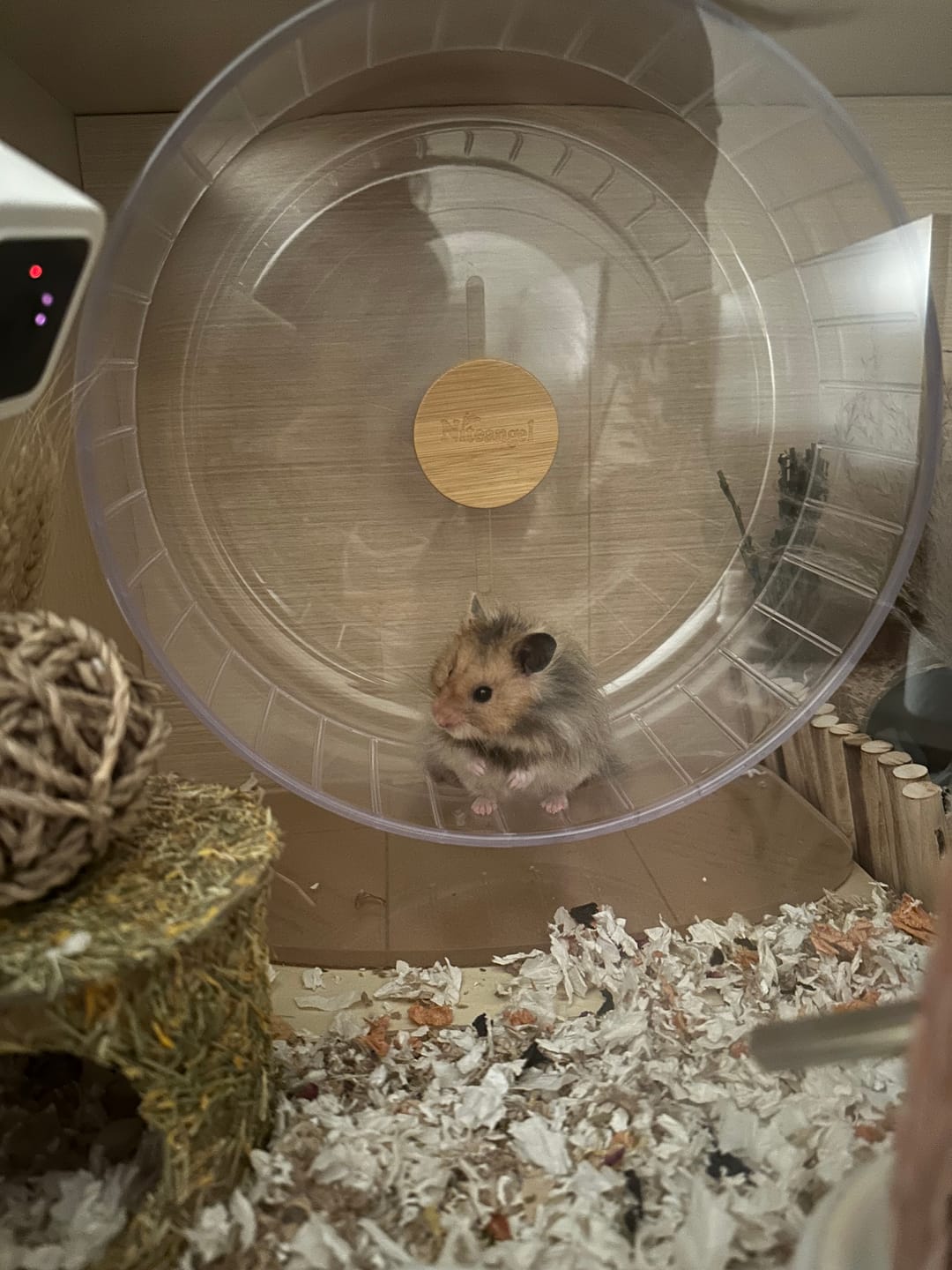 Customer photo review of Niteangel Super-Silent Hamster Exercise Wheels