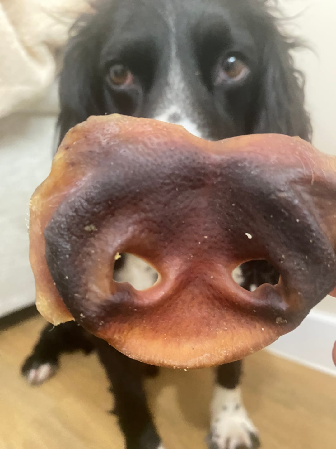 Customer photo review of Pig Snouts (150g)