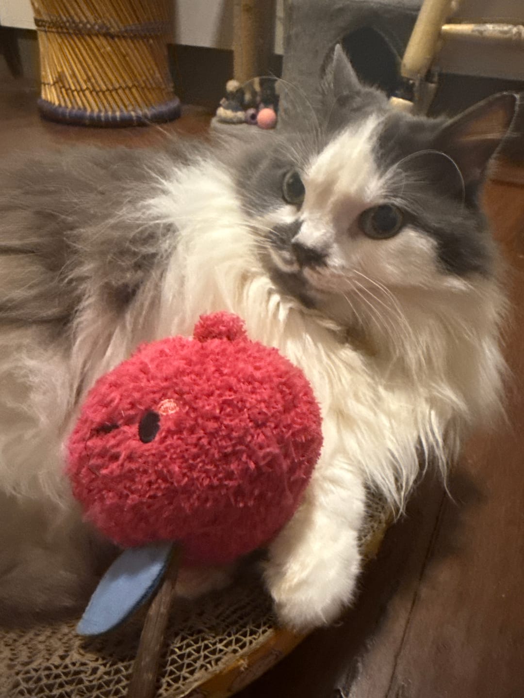Customer photo review of Michu Silver Vine Plush Toys - Onion Puff, Pearly Pear & Avocutie | Adorable Cat Chew & Play
