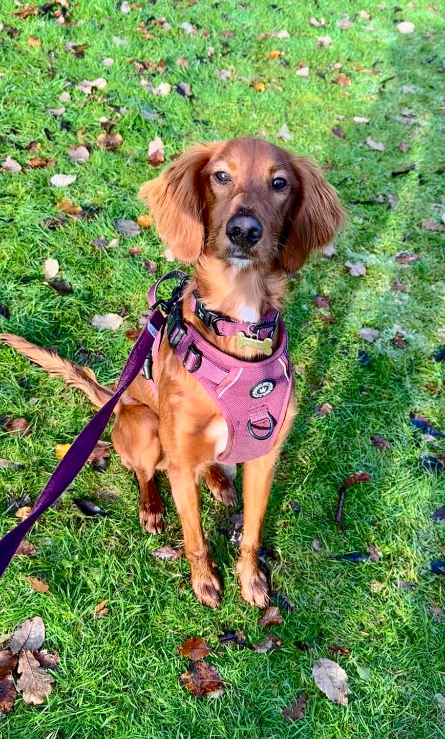 Customer photo review of Dog Walking Bag - Black