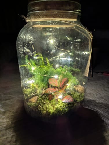 Kundenbild des fertigen Flaschengartens in einem Glas. Grüne Pflanzen und Moos werden von einer Lichterkette stimmungsvoll beleuchtet.