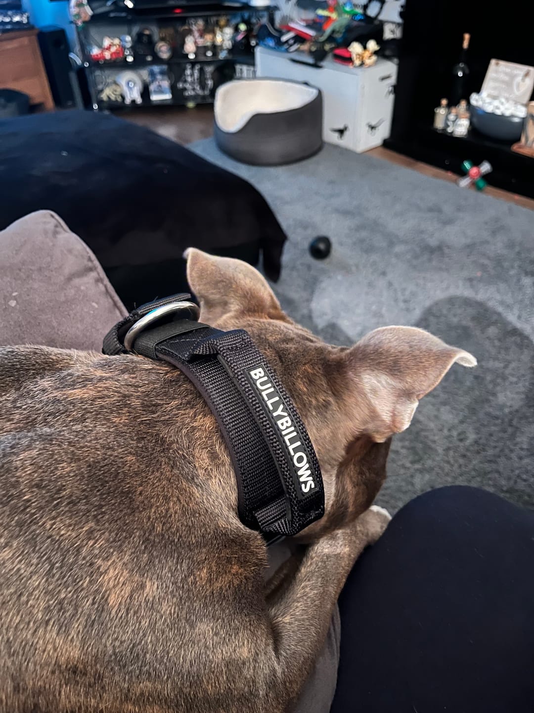 Customer photo review of 4cm Pin Buckle Collar | With Handle - Black