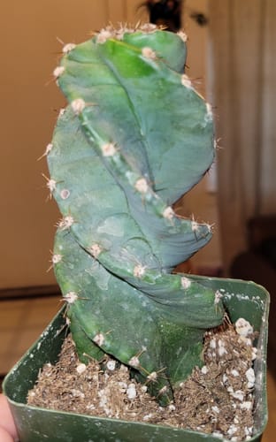 Customer holding a healthy Spiral Cactus in a green nursery pot.