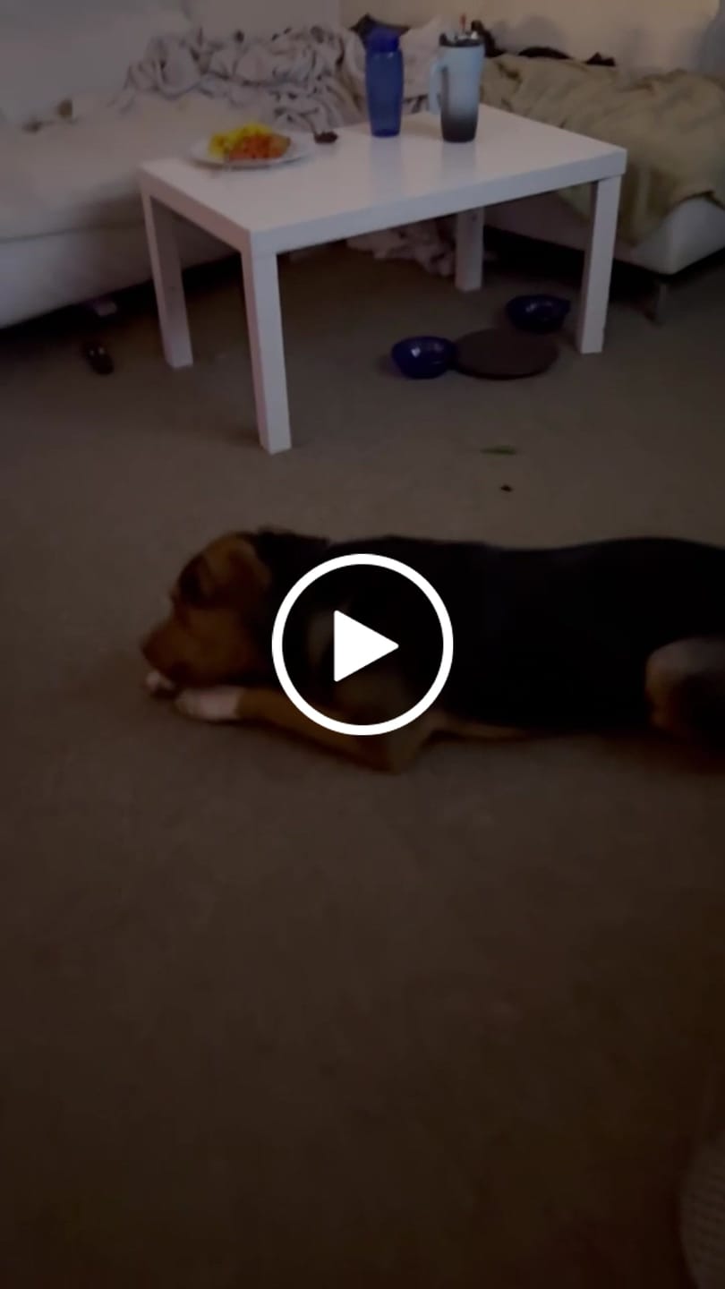Customer video review of 10-12 Inch Collagen Stick