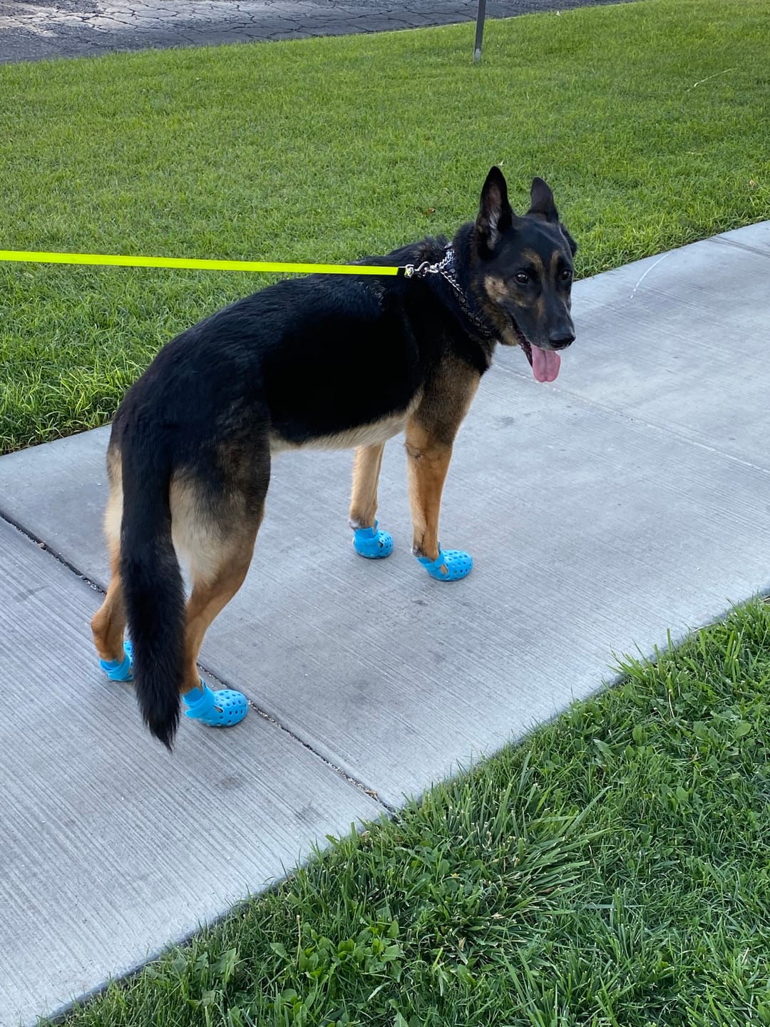 Customer photo review of WagWellie® Mojave Single