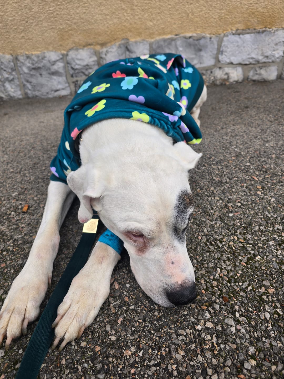Customer photo review of Daisy Dog Hoodie - Green