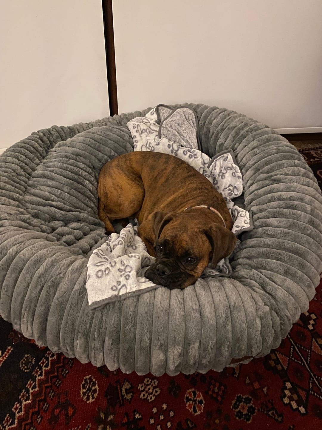 Customer photo review of Luxury Edition: Cama Anti-Estrés THE DOGS