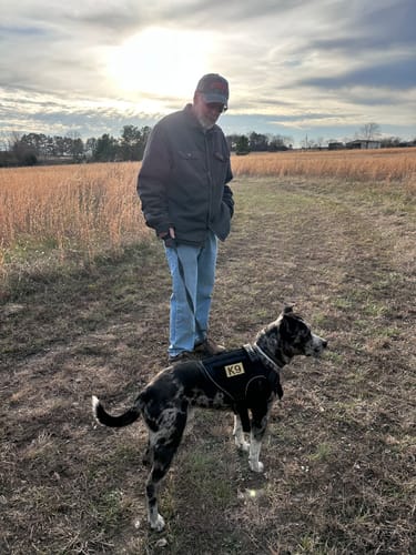 Customer's Australian Cattle Dog mix wearing the black Team K9 Dog Harness while standing in a field.