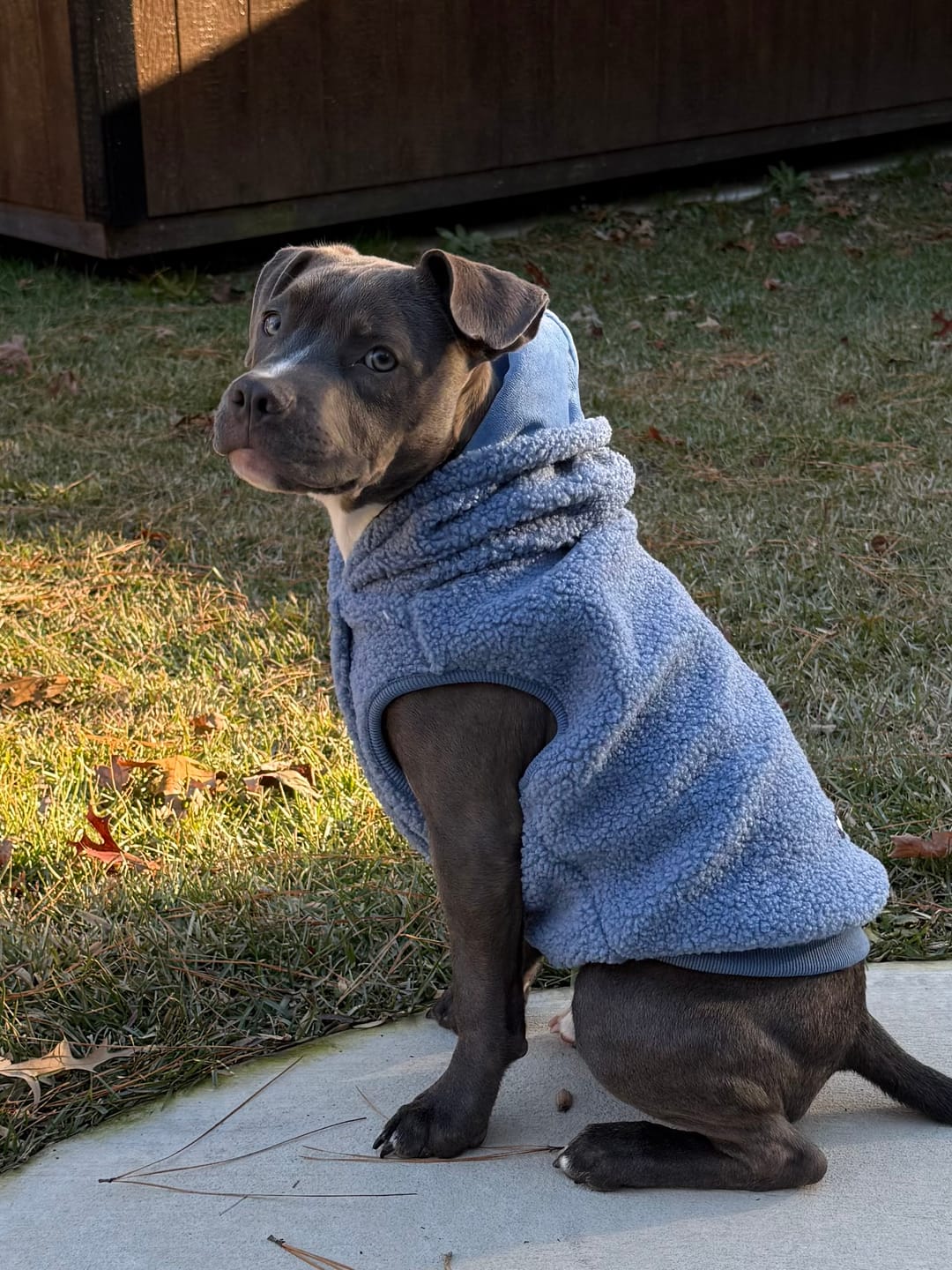 Customer photo review of Teddy Sherpa Dog Jackets