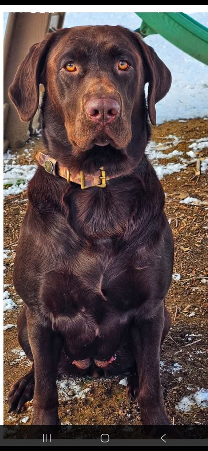 Customer photo review of Dog Collar