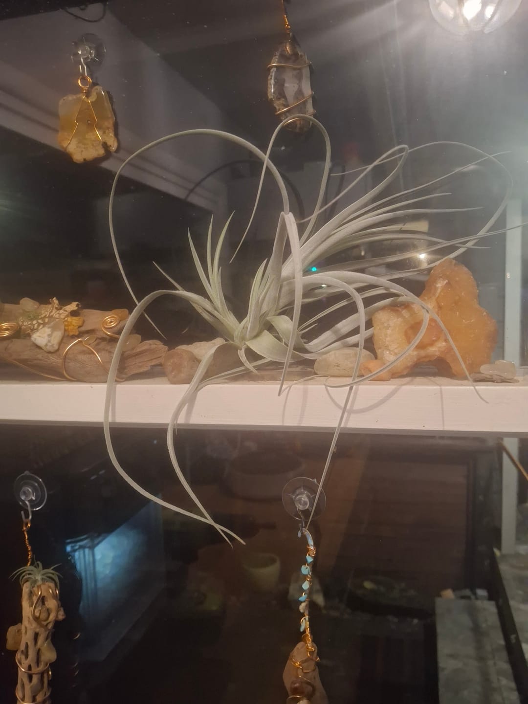 Customer photo review of **Air Plant Mystery Box**  (ALL TIERS BACK IN STOCK!)