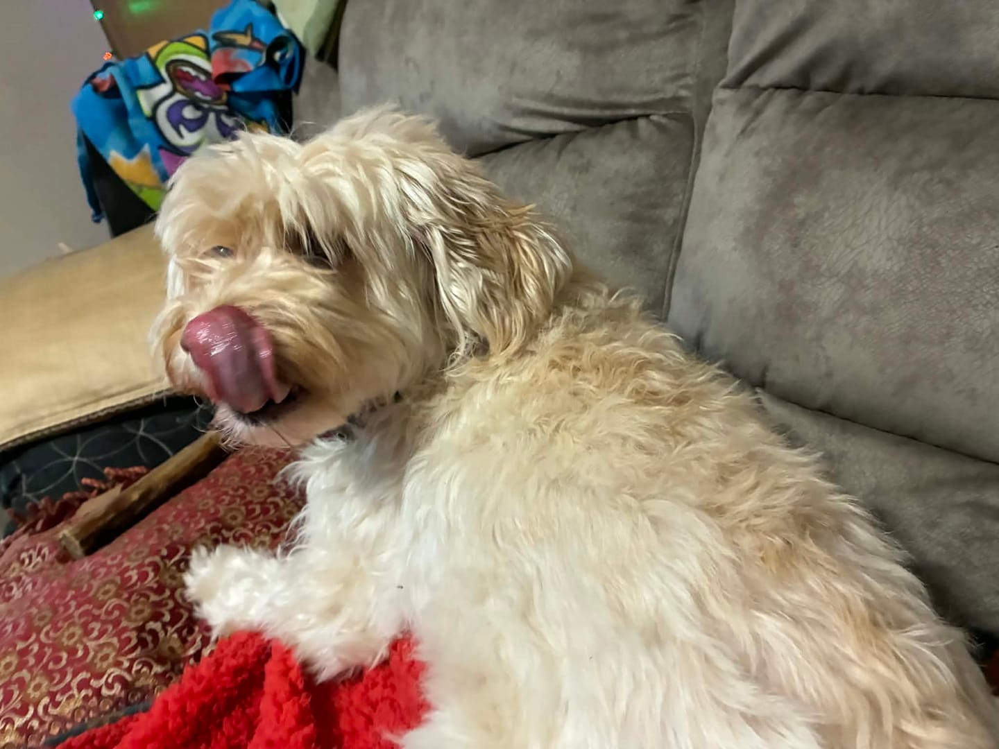 Customer photo review of Ostrich Chunky Bones (4" x 2" - 2 Pack): The Long-Lasting, Flavor-Packed Bones for Small to Medium Dogs