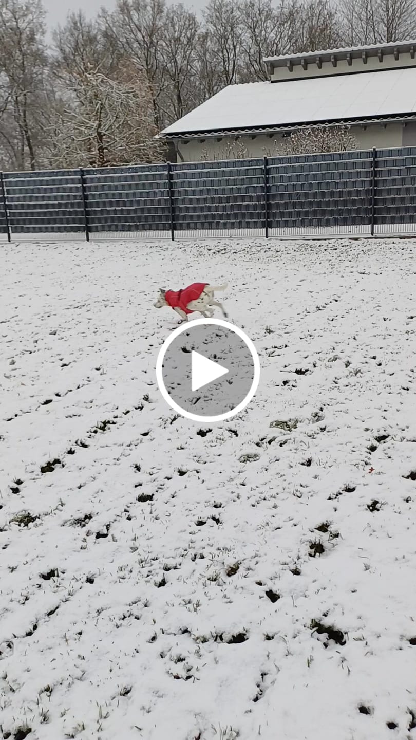 Customer video review of Allergietest Basic Hund