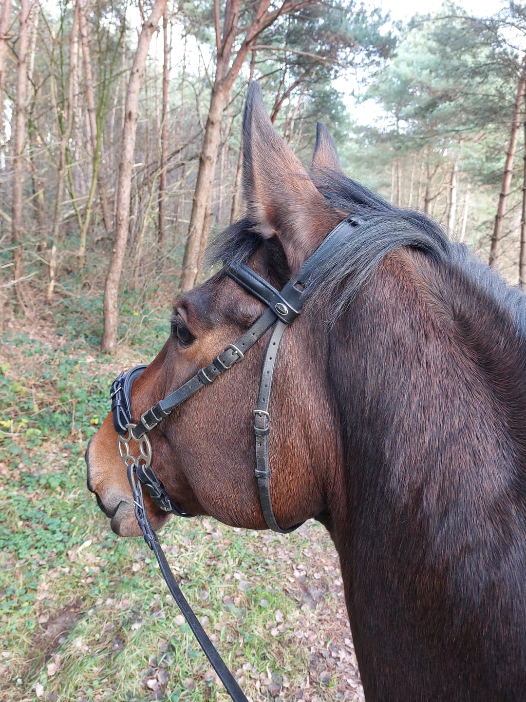Customer photo review of MUSTAX Muskel+