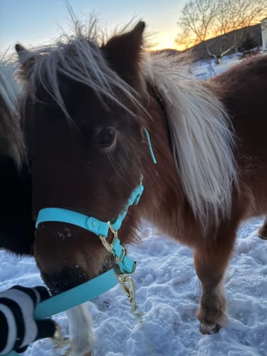 Customer photo review of Mystery Box - Halter & Lead - Preorder