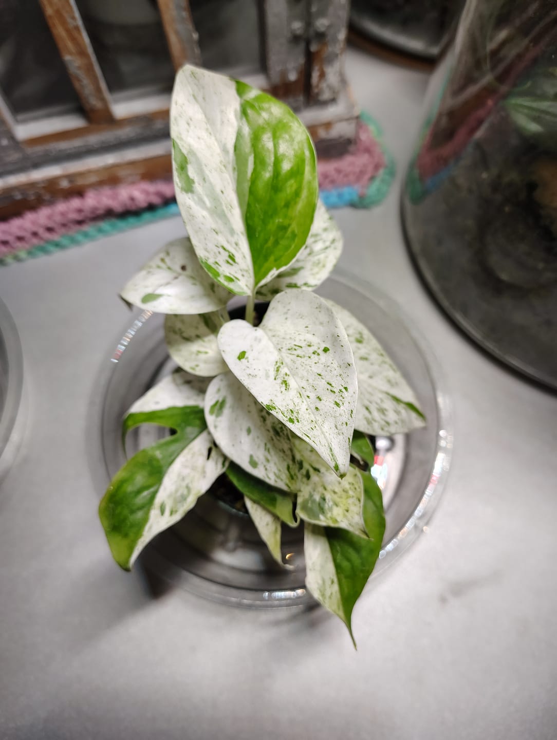 Customer photo review of Pothos Epipremnum pinnatum 'Marble'