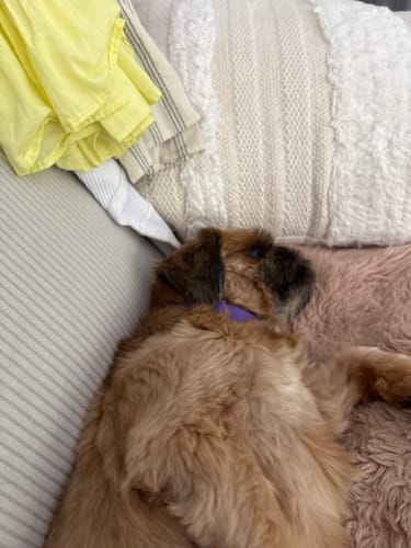 Customer photo review of FREE Gift