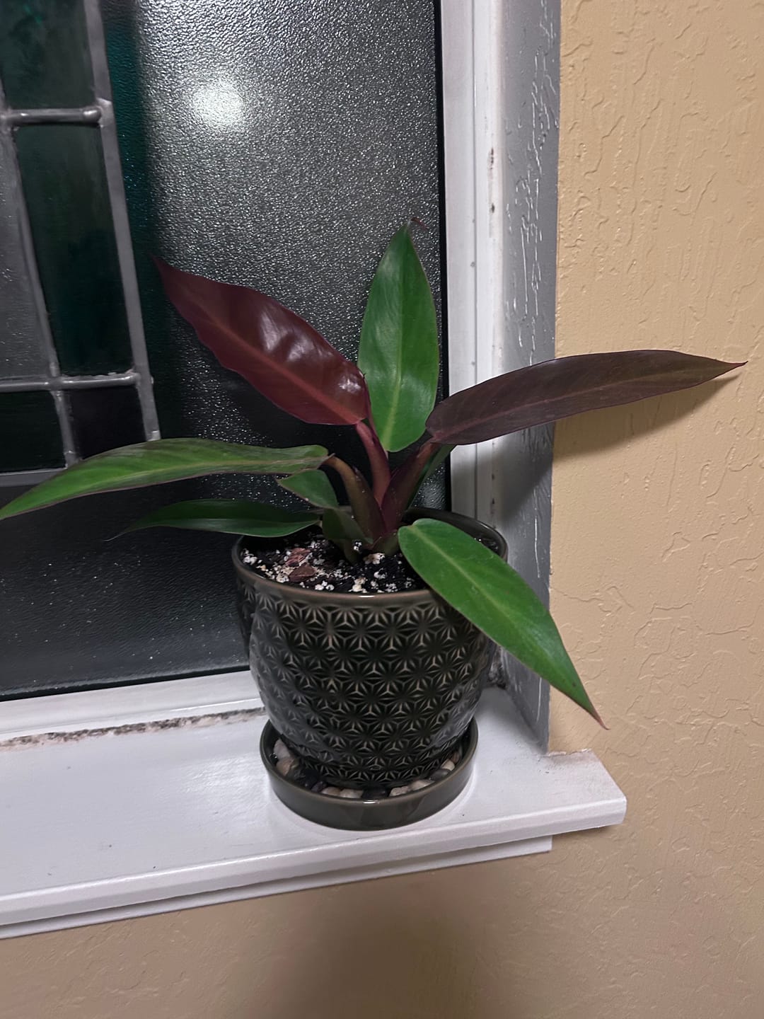 Customer photo review of Philodendron 'Sun Red'