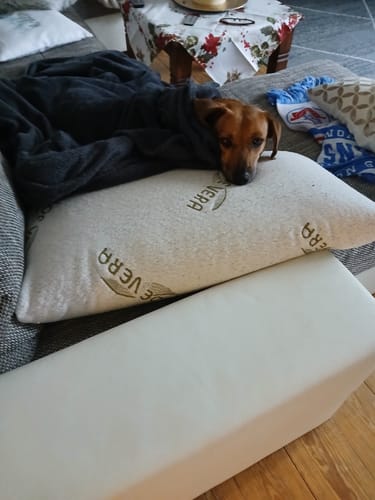 Ein Kunde zeigt seinen entspannten Hund, der nach der Anwendung von Relax Time ruhig auf der Couch liegt.