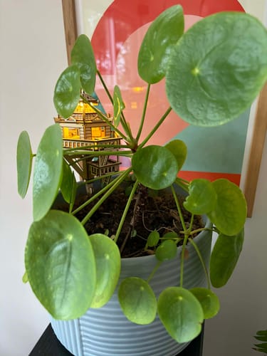 Customer photo review of Woodland Outpost