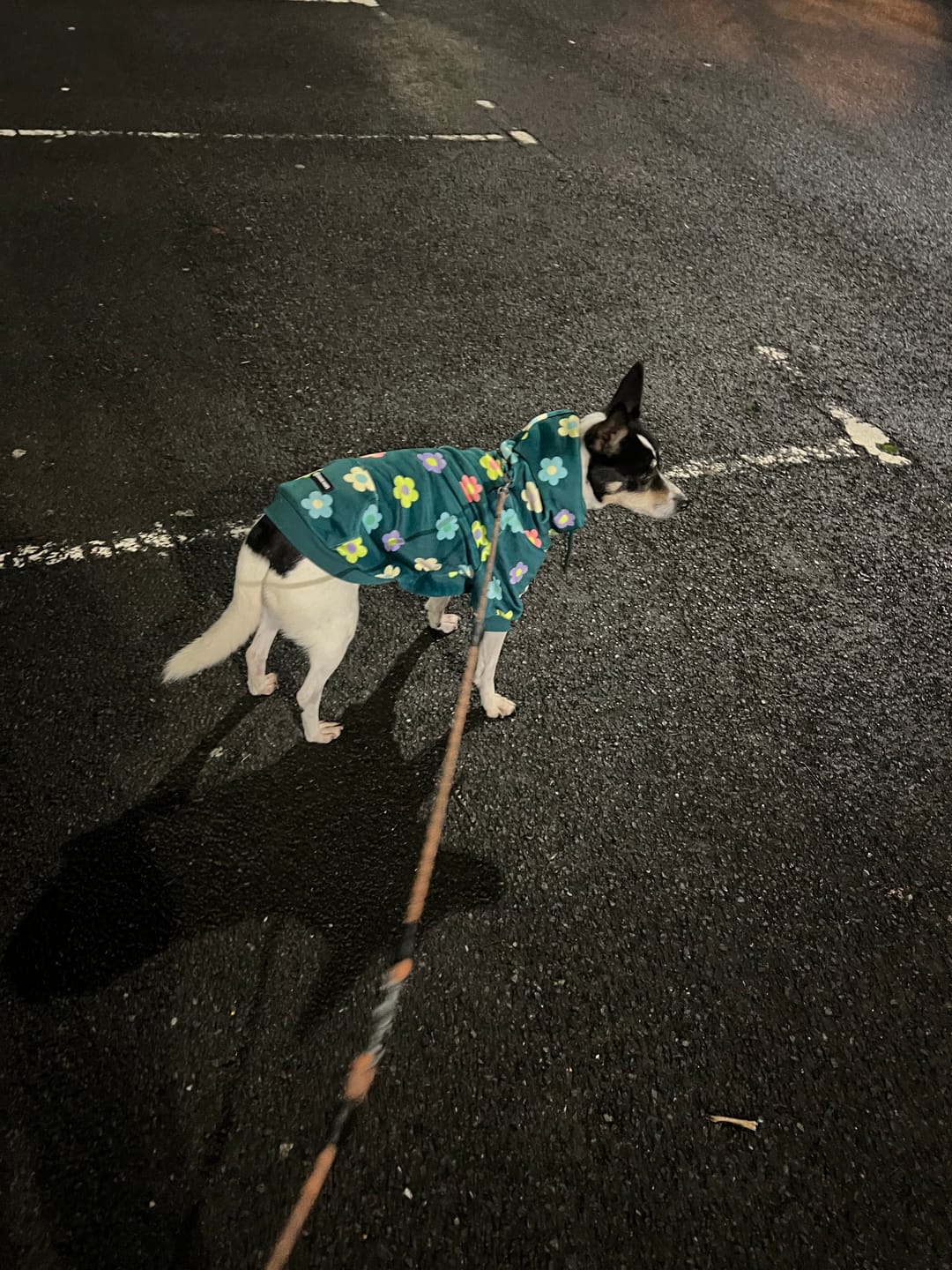 Customer photo review of Daisy Dog Hoodie - Green