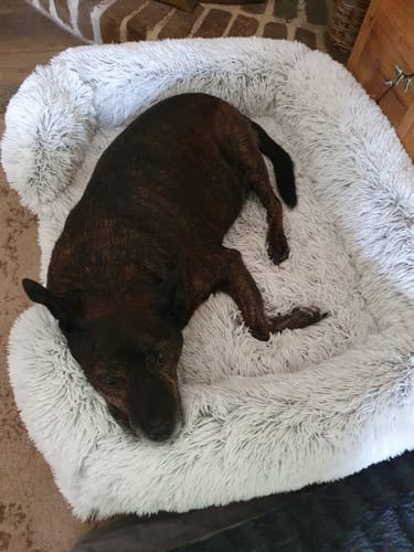 Customer's dark brindle dog curled up in the plush, light grey Pet Orthopaedic Bed.