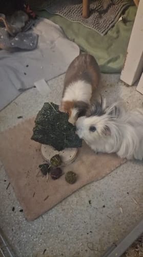 Customer photo review of 🎄 Weihnachtsbaum aus Heu XL – das festliche Highlight für deine Meerschweinchen