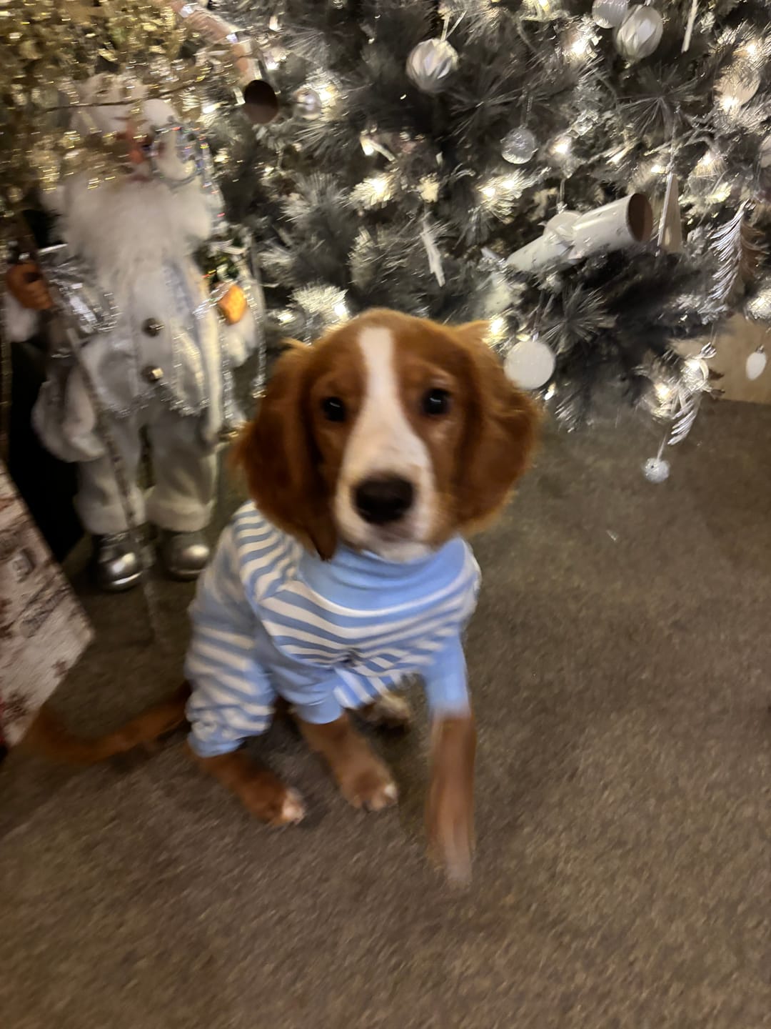Customer photo review of Dog Pajama - Blue Stripes