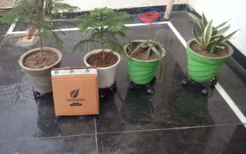 Customer photo review of TryGreen Craby Wheel Rolling Plant Stand for Planters