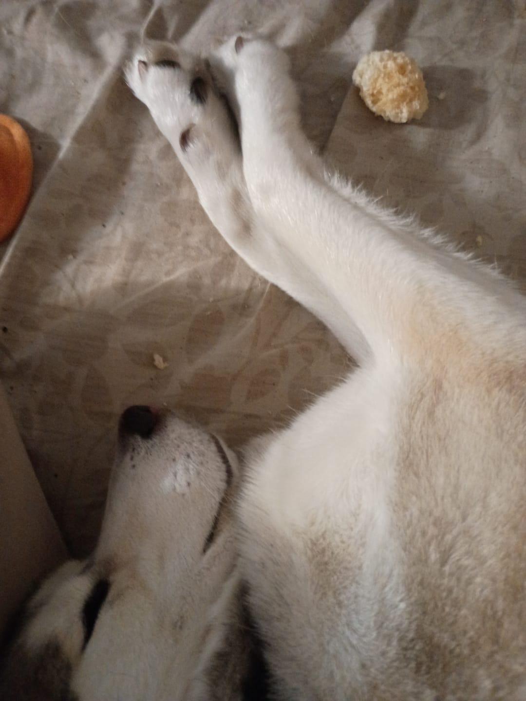 Customer photo review of 5-6 Inch Marrow Bone