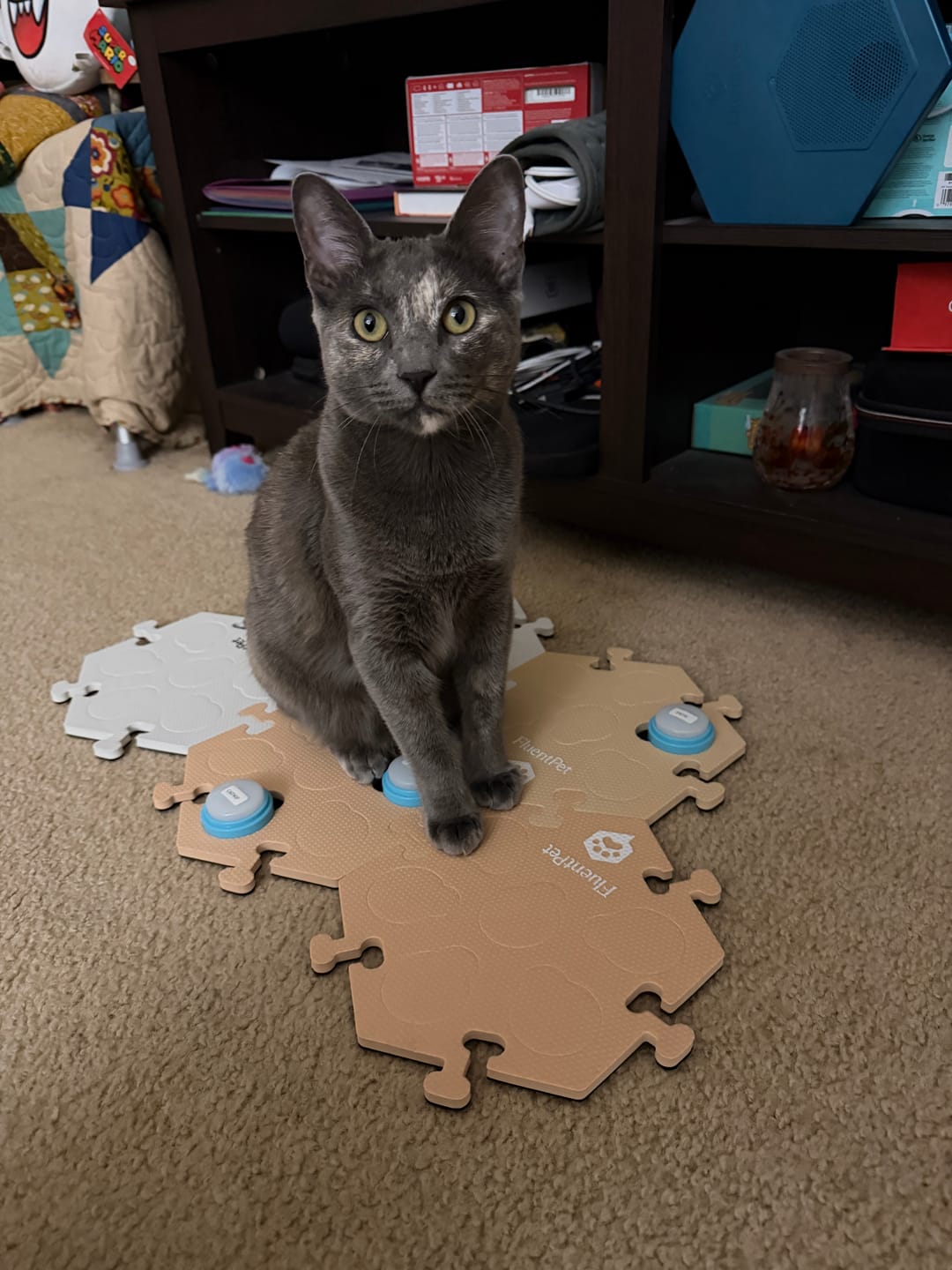 Customer photo review of Connect 6-Button Expansion Kit Beige