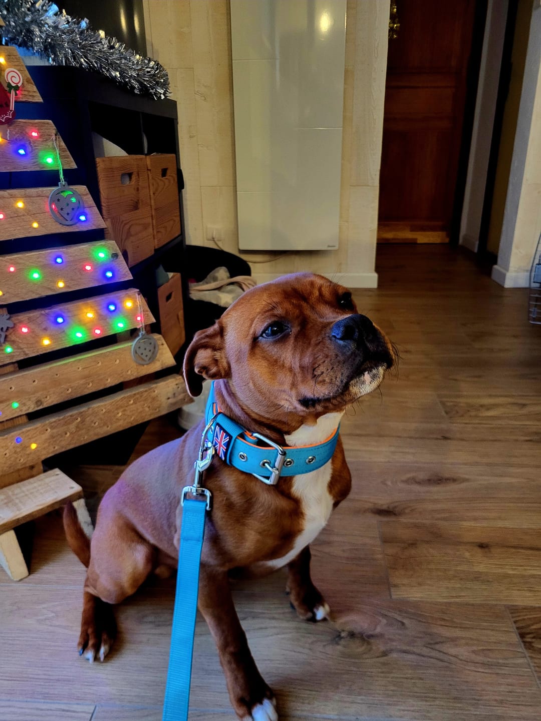 Customer photo review of Staffordshire Bull Terrier 1935® Nylon Leash - Alvin Edition - Aqua & Neon Orange - Normal