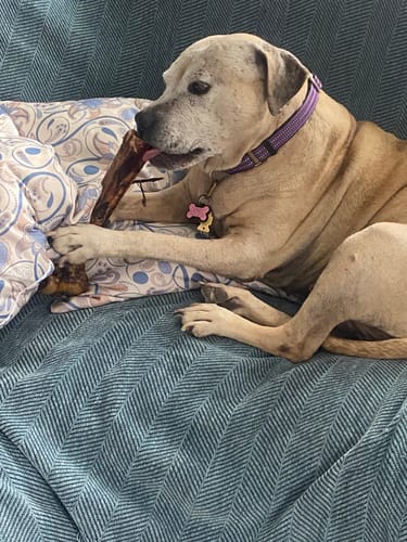 Customer photo review of Medium Ostrich Cane (10" x 3"): The Long-Lasting, Flavor-Packed Chew for Medium & Large Dogs