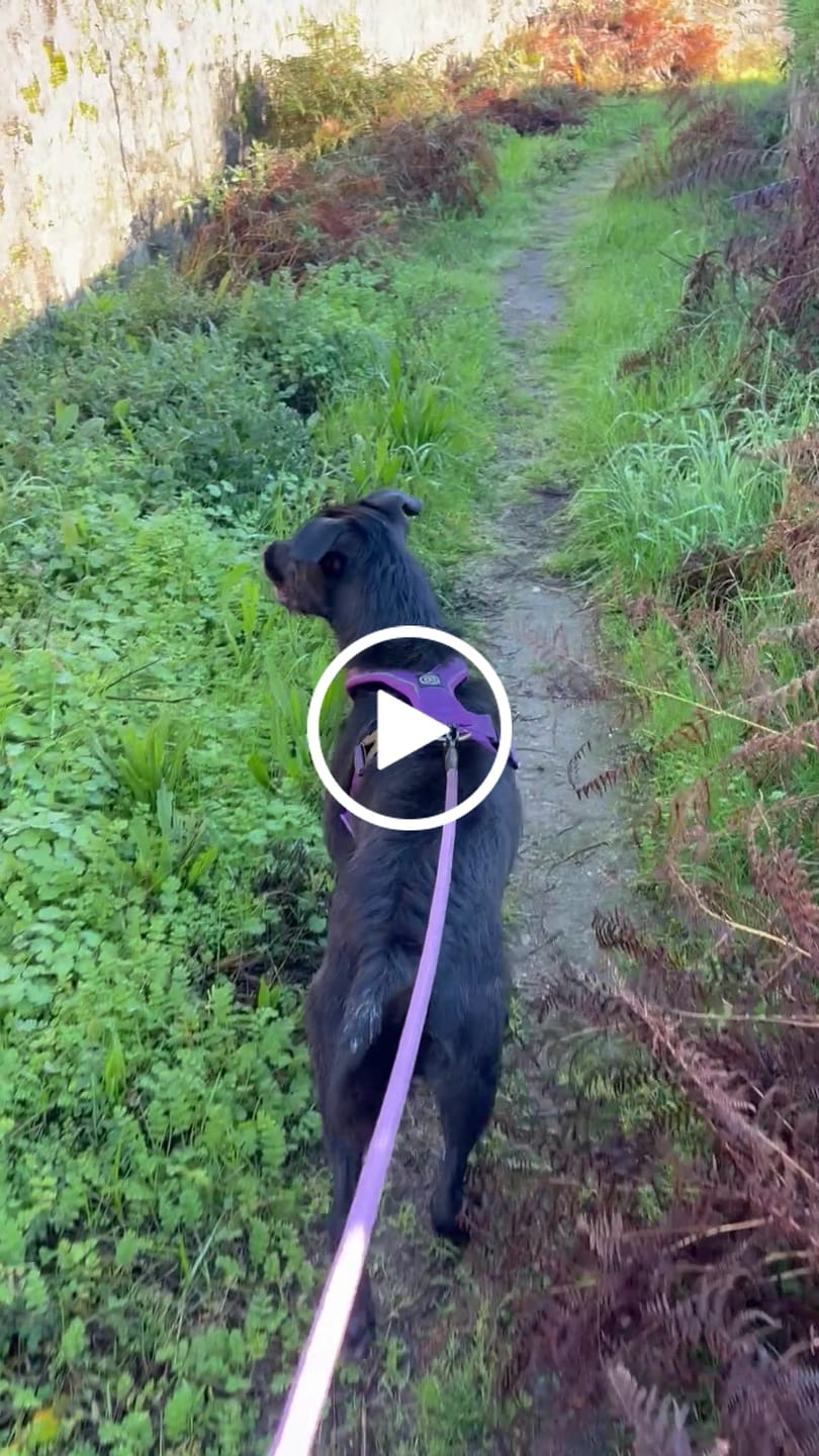 Customer video review of Slip on Harness | Foam Padded - Purple