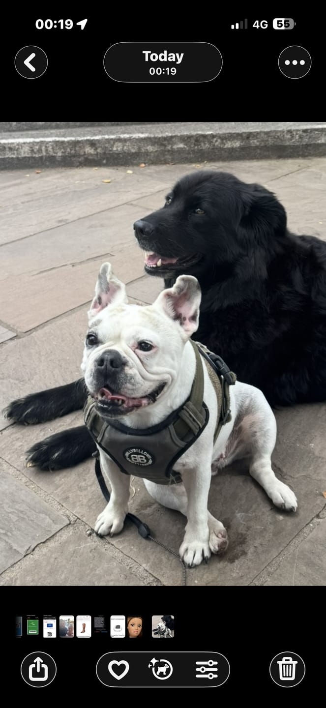 Customer photo review of Comfort Premium Harness | Non Restrictive - Khaki
