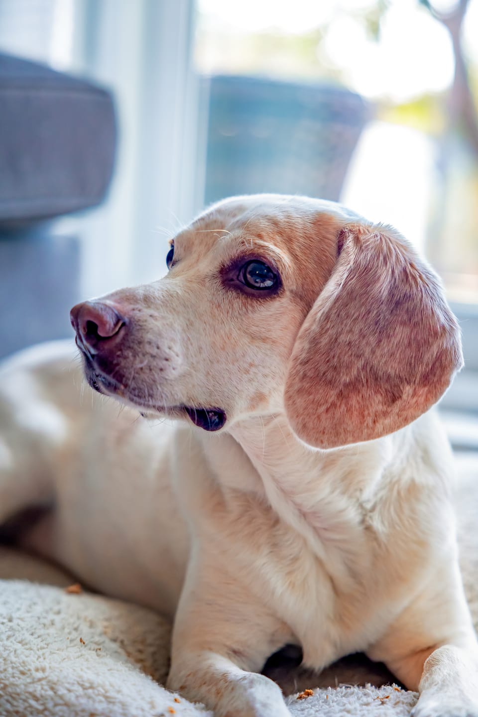 Customer photo review of Pet Portrait Magazine Cover