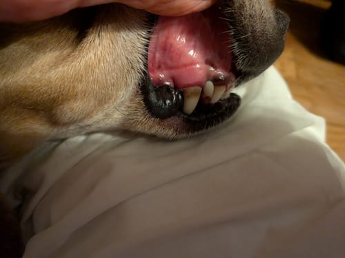 Customer photo review of ProDenta