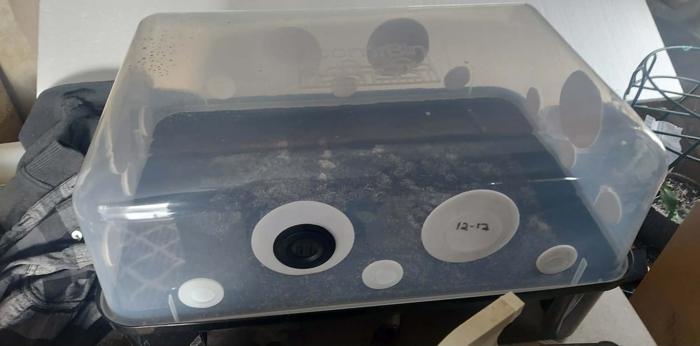 Customer photo review of Monotub Hygrometer/Thermometer