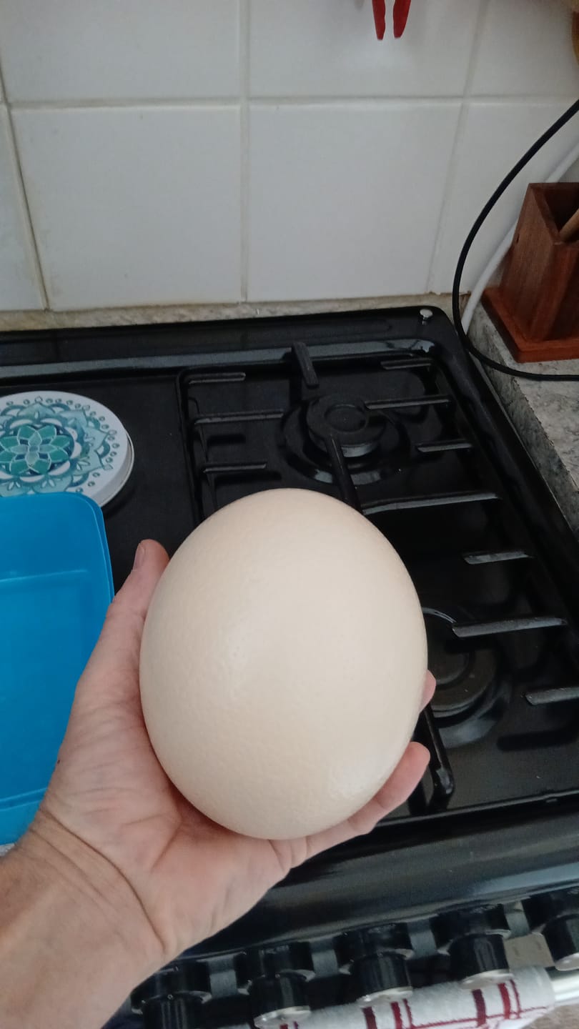 Customer photo review of Fresh Ostrich Egg