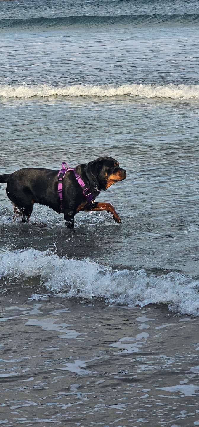 Customer photo review of Anti Pull Hurricane Harness Lighter | With Handle - Purple