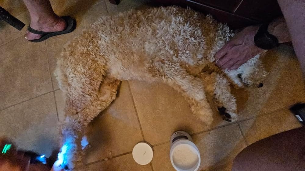 Customer photo review of Coat Guard Dry Shampoo for Dogs and Cats