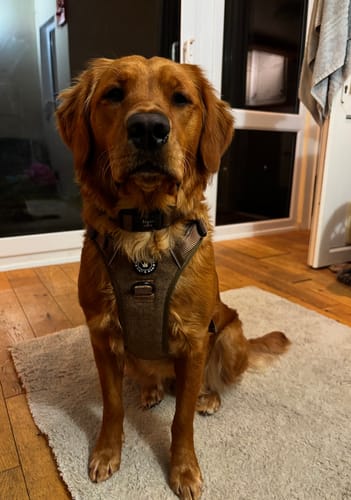 Customer's golden retriever sitting on a rug indoors while wearing the brown Trail & Glow Tweed Dog Harness.